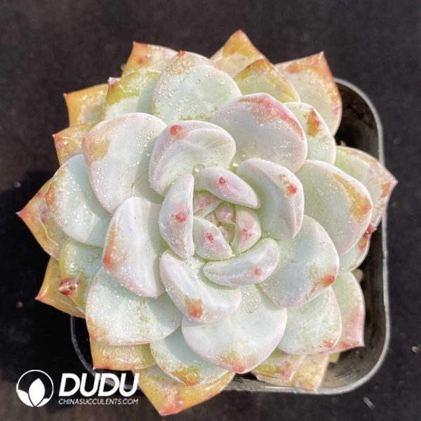 1756131915-1753163097-e201.jpg Echeveria Monroe - Image 1