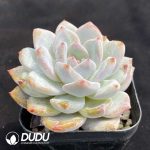 Echeveria Monroe - Image 2
