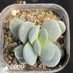 Crassula Tecta