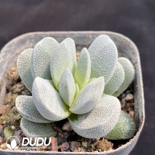 1756131920-1753163113-e202.jpg Crassula Tecta - Image 2