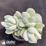 Crassula Tecta Clustering