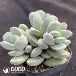 Crassula Tecta Clustering - Image 2