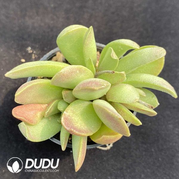 Adromischus Good Fortune Clustering - Image 1