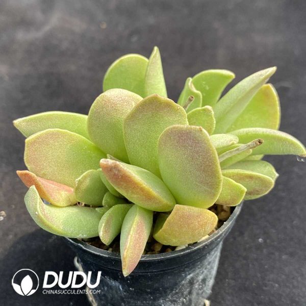 Adromischus Good Fortune Clustering - Image 2