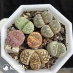 Lithops Collocation