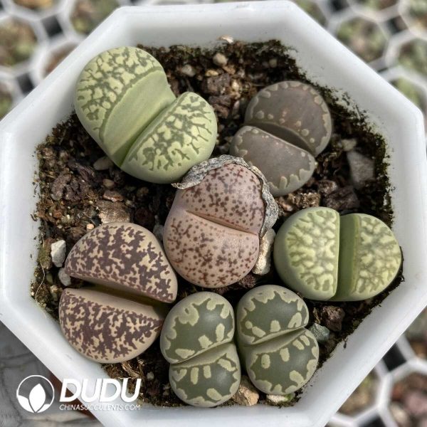 1756131929-1753163237-e202.jpg Lithops Collocation - Image 2