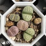 Lithops Collocation - Image 3