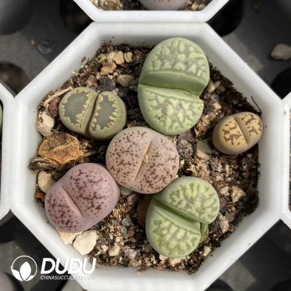 1756131930-1753163239-e203.jpg Lithops Collocation - Image 3