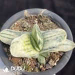 Gasteria Armstrongii Variegated