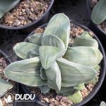 Gasteria Armstrongii (White Skin) Clustering