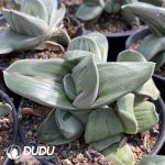 Gasteria Armstrongii (White Skin) Clustering - Image 2