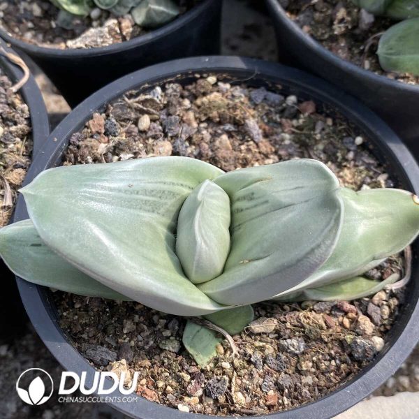 1756131938-1753163261-e201.jpg Gasteria Armstrongii (White Skin) - Image 1