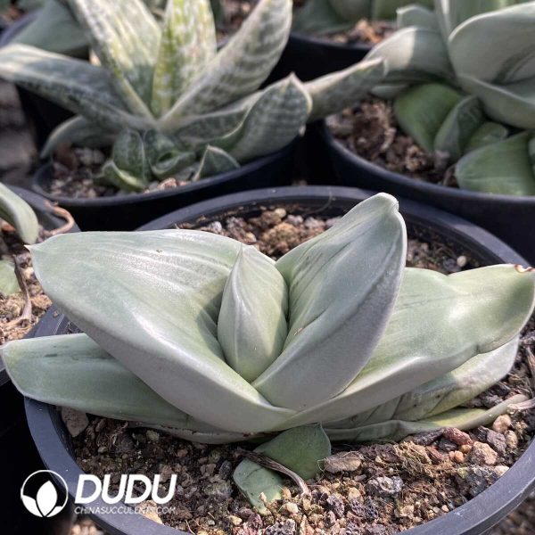 1756131940-1753163265-e202.jpg Gasteria Armstrongii (White Skin) - Image 2