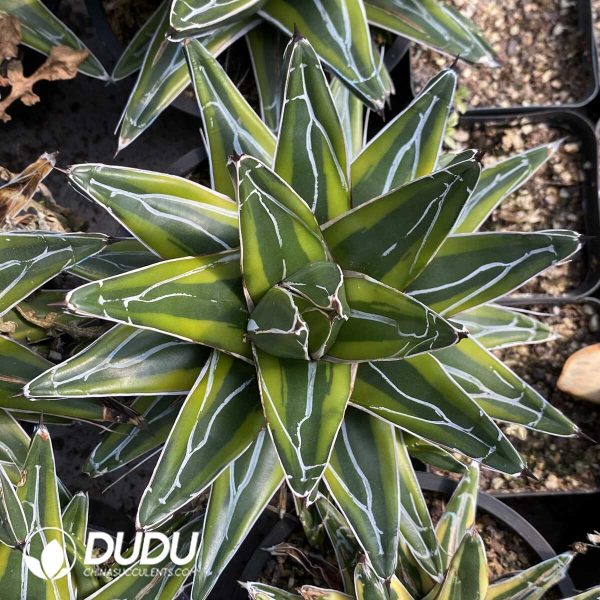 Agave Golden Glow - Image 1