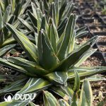 Agave Golden Glow - Image 2