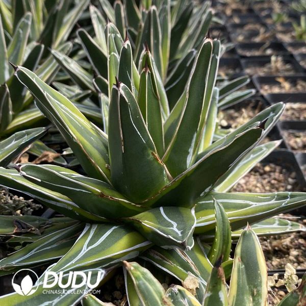 Agave Golden Glow - Image 2