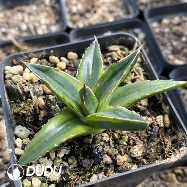 Agave Golden Glow - Image 2