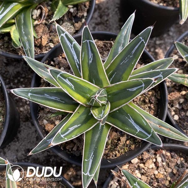 1756131949-1753163291-e201.jpg Agave Golden Glow - Image 1