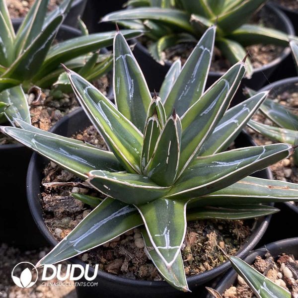 1756131950-1753163294-e202.jpg Agave Golden Glow - Image 2