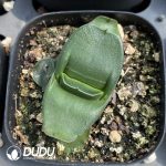 Gasteria Armstrongii