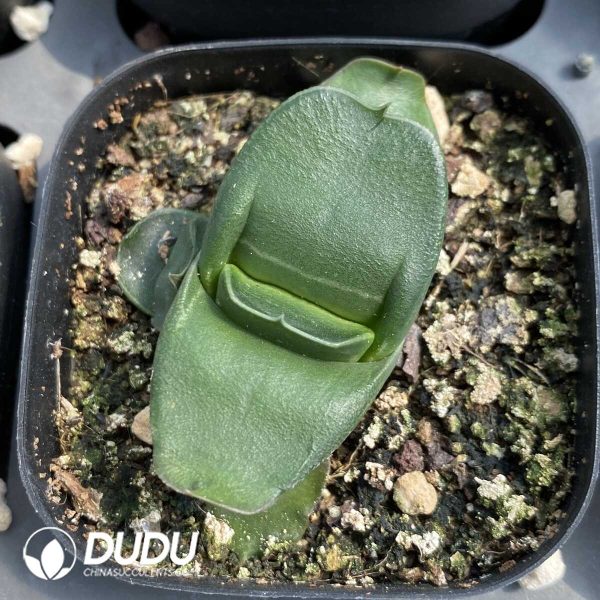 Gasteria Armstrongii - Image 1