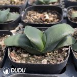 Gasteria Armstrongii - Image 2