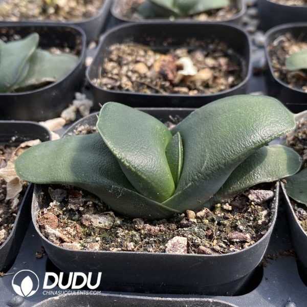 Gasteria Armstrongii - Image 2