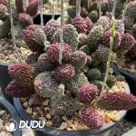 Adromischus Herrei Big Old Stem