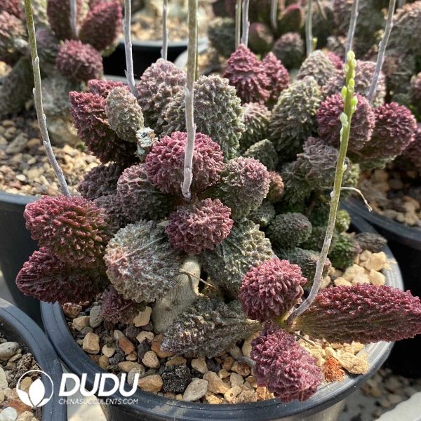 1756131955-1753163324-e201.jpg Adromischus Herrei Big Old Stem - Image 1