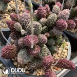 Adromischus Herrei Big Old Stem - Image 2