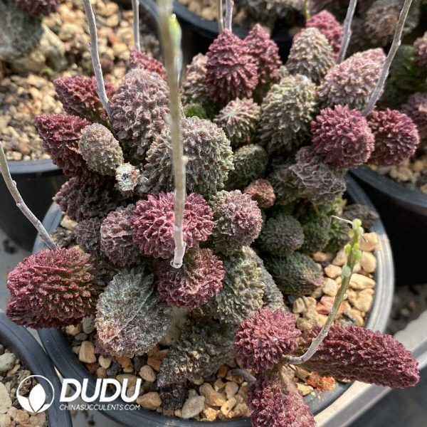 1756131957-1753163343-e202.jpg Adromischus Herrei Big Old Stem - Image 2