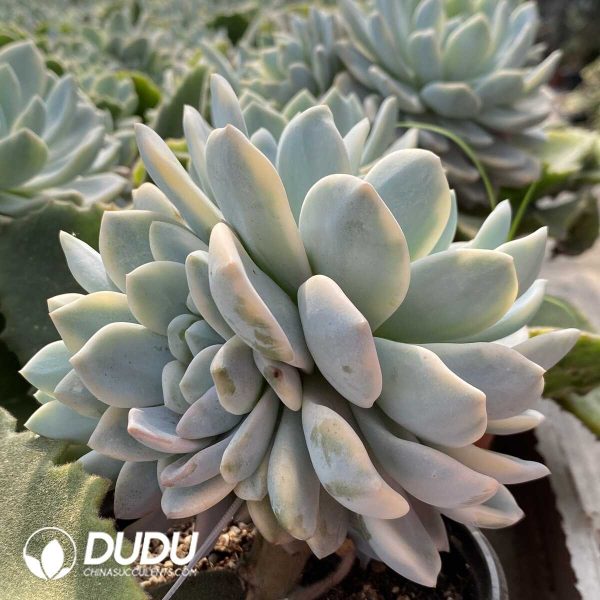 1756131960-1753163354-e202.jpg Echeveria Monroe Variegated Clustering (Grafted) - Image 2