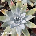 Dudleya Pulverulenta