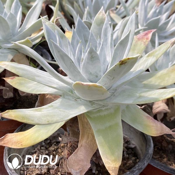 Dudleya Pulverulenta - Image 2