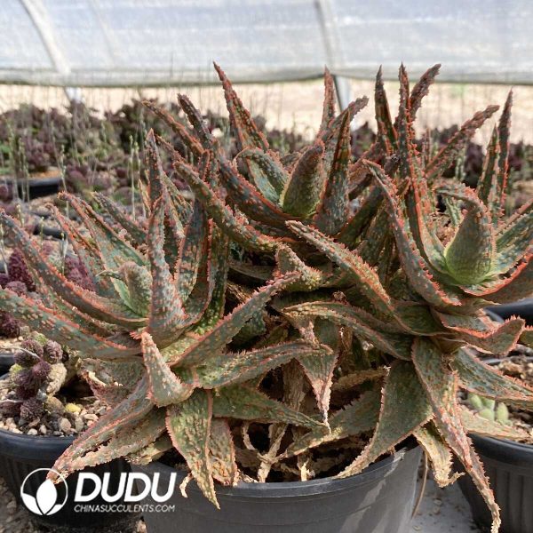 1756131966-1753163365-e202.jpg Aloe Clustering - Image 2