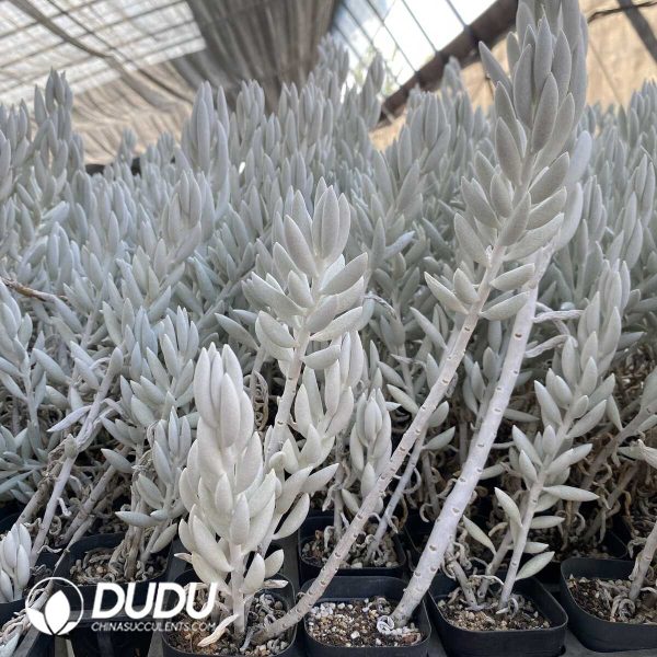 Senecio Haworthii - Image 1