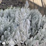 Senecio Haworthii - Image 2