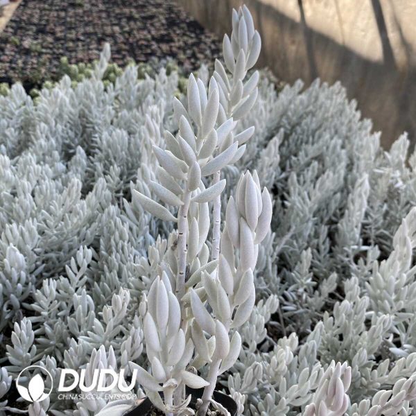 Senecio Haworthii - Image 2