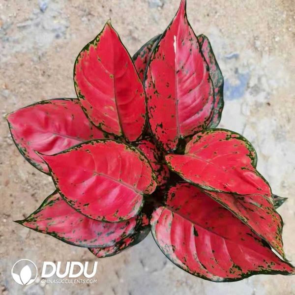 1756131973-1753165113-e201.jpg Aglaonema Beauty(Seedling 100 pcs) - Image 1