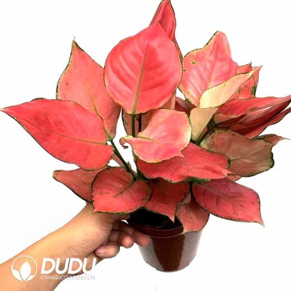 1756131974-1753165117-e201.jpg Aglaonema Full House(Seedling 100 pcs) - Image 1