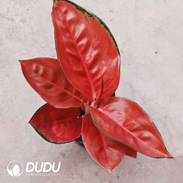 1756131976-1753165123-e201.jpg Aglaonema Thai Red(Seedling 100 pcs) - Image 1