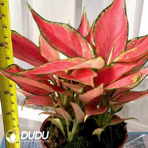 1756131978-1753165153-e201.jpg Aglaonema Red Dragon(Seedling 100 pcs) - Image 1