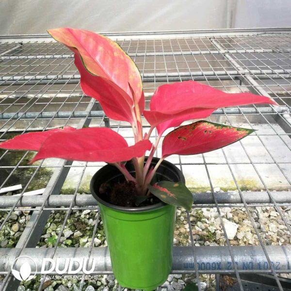 1756131980-1753165206-e201.jpg Aglaonema Red Auspiciousness(Seedling 100 pcs) - Image 1