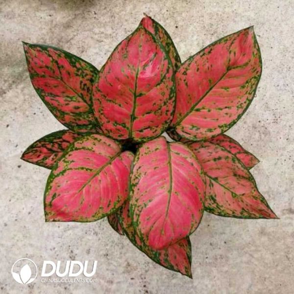 1756131982-1753165224-e201.jpg Aglaonema Auspicious Re(Seedling 100 pcs) - Image 1