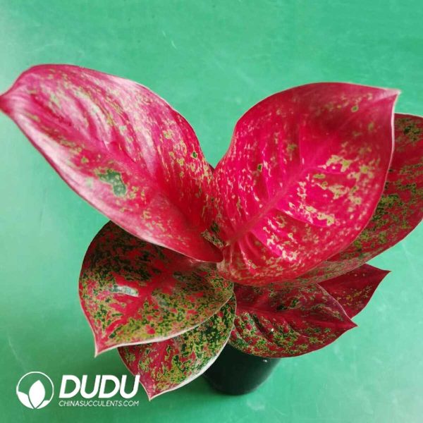 1756131983-1753165234-e201.jpg Aglaonema Flamingo(Seedling 100 pcs) - Image 1