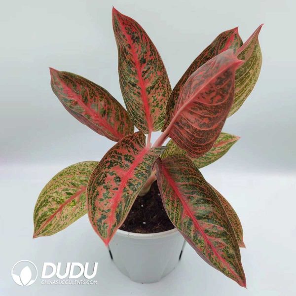 1756131985-1753165245-e201.jpg Aglaonema Star Shining(Seedling 100 pcs) - Image 1