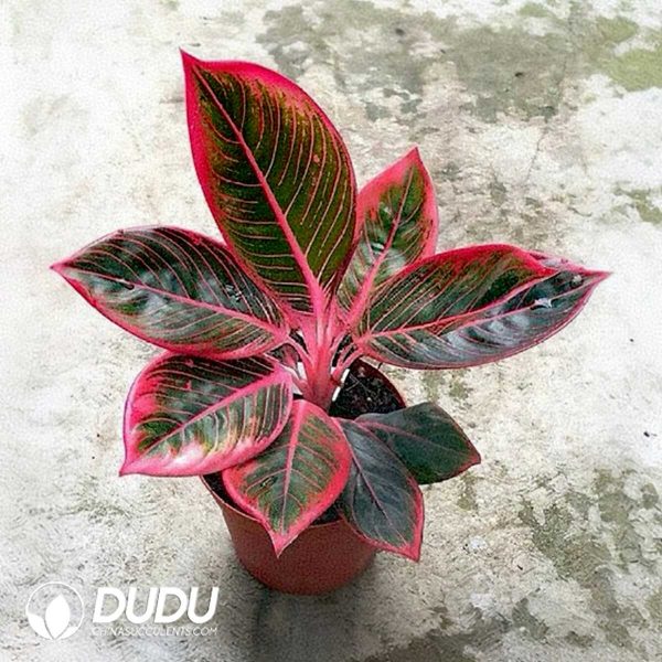 1756131986-1753165249-e201.jpg Aglaonema Khanza(Seedling 100 pcs) - Image 1