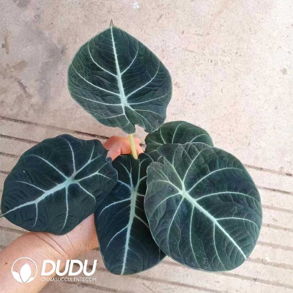 1756131988-1753170036-e201.jpg Alocasia 'Black velvet'(Seedling 100 pcs) - Image 1