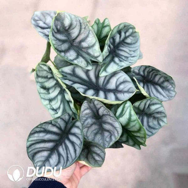 1756131990-1753170040-e201.jpg Alocasia 'Silver Dragon'(Seedling 100 pcs) - Image 1