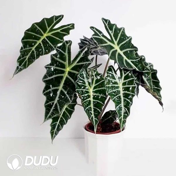 1756131994-1753170046-e201.jpg Alocasia 'Polly'(Seedling 100 pcs) - Image 1